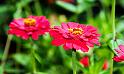 Blume