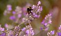 Hummel