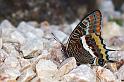 Schmetterling